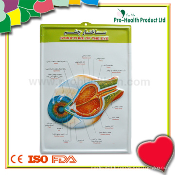 Medical Anatomical Anatomical Chart